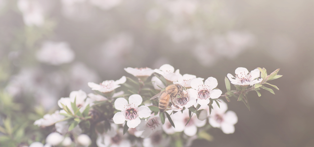 Nga Pi Honey Manuka Honey New Zealand